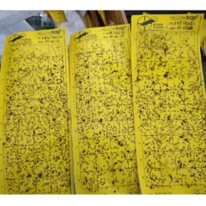 Armadilha Amarela Yellow Trap Coleagro - 10 Unidades