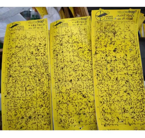 Armadilha Amarela Yellow Trap Coleagro - 10 Unidades